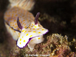 Nudi' by Eschelle Knoesen 